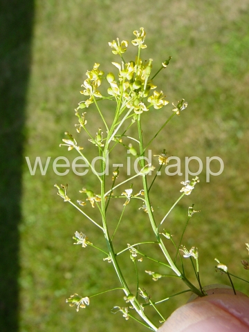 fieldcress, Austrian